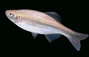 DANIO AEQUIPINNATUS